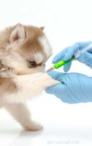 9 způsobů léčby kašle v chovatelské stanici u psů (na základě vědy)