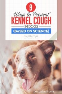 犬の犬小屋の咳を治療する9つの方法（科学に基づく） 