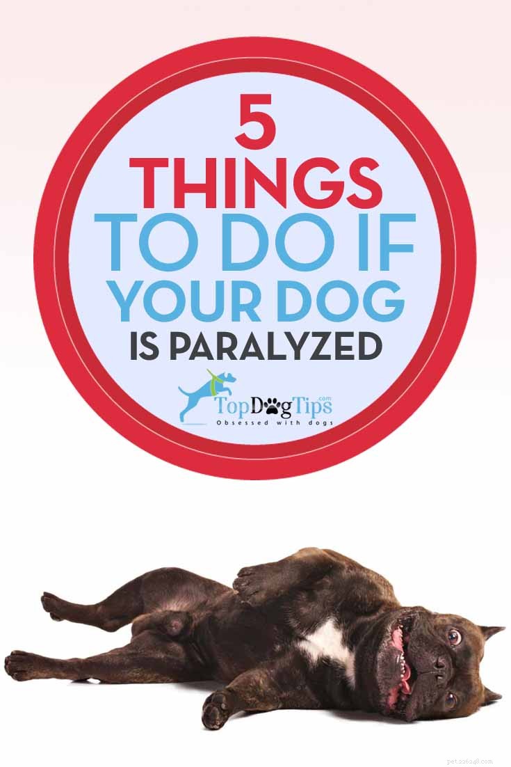 5 coisas para fazer se seu cão estiver paralisado