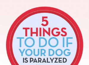 あなたの犬が麻痺した場合にすべき5つのこと 