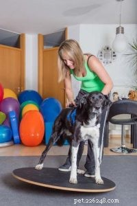5 coisas para fazer se seu cão estiver paralisado