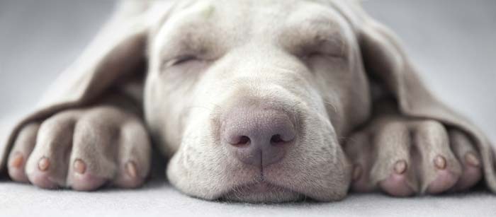 Waarom en hoeveel slapen honden?