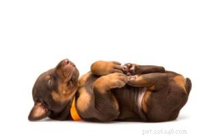 Proč a jak moc psi spí?