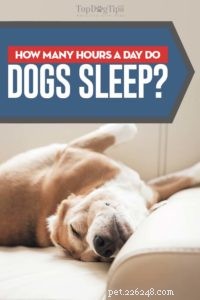 Varför och hur mycket sover hundar?