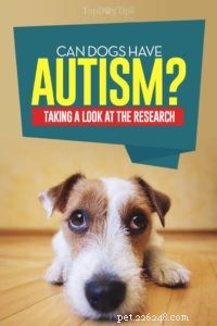 あなたの非社会的な犬は自閉症ですか？ 