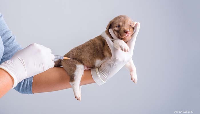 10 sätt att förhindra parvo hos hundar (baserat på vetenskap)