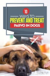 犬のパルボを防ぐ10の方法（科学に基づく） 