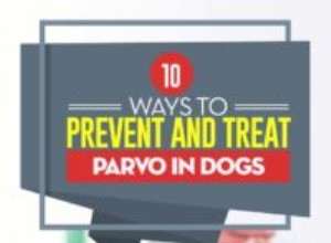 犬のパルボを防ぐ10の方法（科学に基づく） 