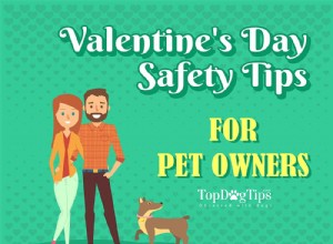 20 советов по безопасности для владельцев домашних животных в День святого Валентина [инфографика]