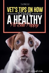 건강한 핏불 강아지를 키우는 방법에 대한 수의사 팁
