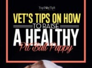 Tipy veterináře, jak vychovat zdravé štěně pitbulla