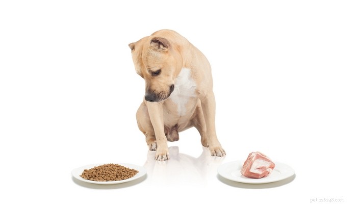 Dierenartstips voor het opvoeden van een gezonde pitbullpuppy