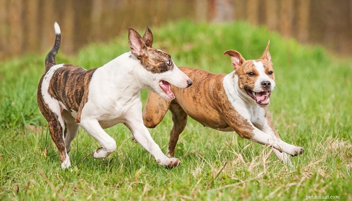 Советы ветеринара о том, как вырастить здорового щенка питбуля