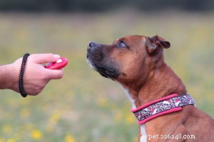 Suggerimenti del veterinario su come allevare un cucciolo di Pitbull sano
