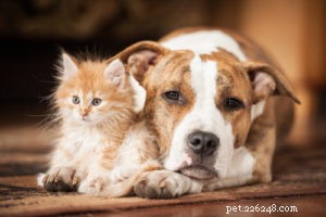 Conseils du vétérinaire pour élever un chiot pitbull en bonne santé