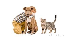Suggerimenti del veterinario su come allevare un cucciolo di Pitbull sano