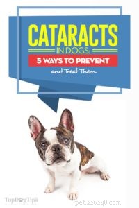 Cataractes chez le chien :5 façons de les prévenir et de les traiter