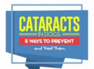 Catarata em cães:5 maneiras de preveni-las e tratá-las