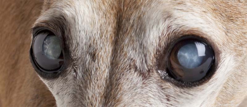 犬の白内障：犬を予防および治療する5つの方法 