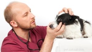 Cataratta nei cani:5 modi per prevenirli e curarli