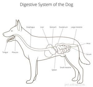 Quanto tempo impiegano i cani a digerire il cibo?