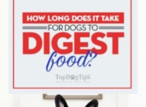 Jak dlouho trvá, než psi stráví potravu?