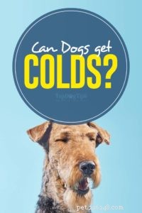 Os cães podem ficar resfriados?