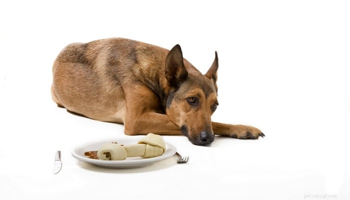 Как заставить собаку отказаться от еды
