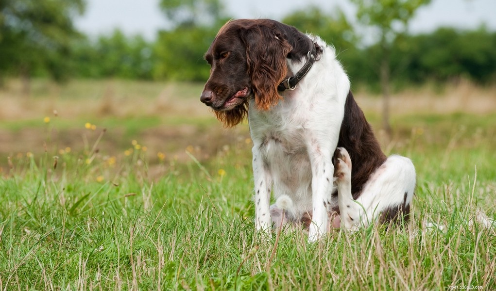 Veterinární příručka o prášcích proti blechám pro psy