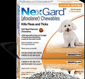 Guida veterinaria sulle pillole antipulci per cani