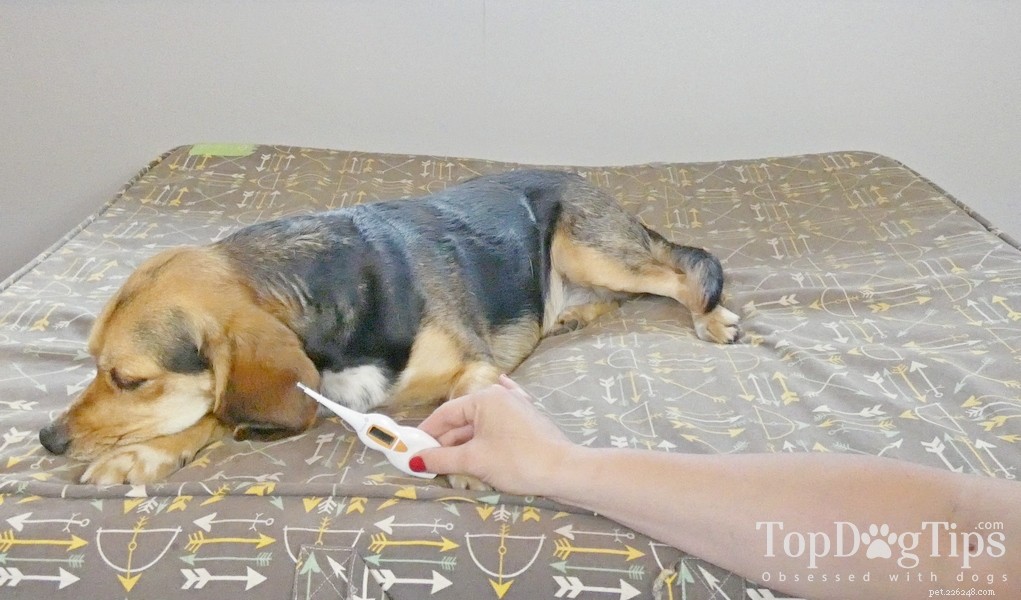犬が熱を持っているかどうかを見分ける方法 