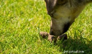 Een dierenartsgids voor ontwormingsmiddelen voor honden:het wat, waarom en wanneer