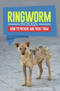 Tigna nei cani:prevenzione e trattamento