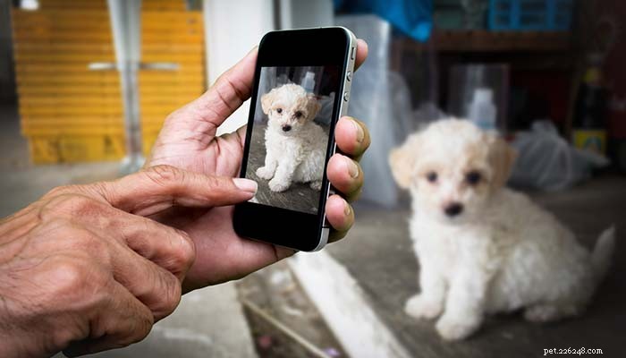 14 app per la salute e il benessere dei cani per i proprietari di animali domestici