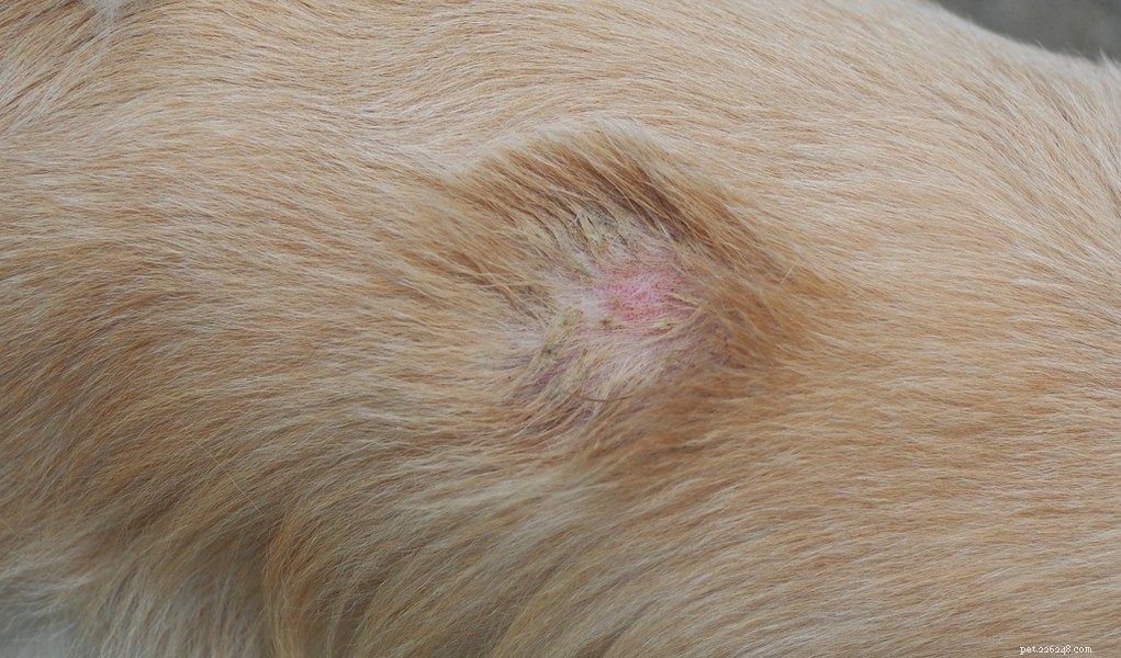 Ringworm bij honden:preventie en behandeling
