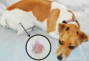 Ringorm hos hundar:förebyggande och behandling