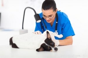 Стригущий лишай у собак:профилактика и лечение