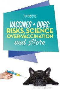 Prévenir la survaccination chez les chiens et les vrais dangers des vaccins pour chiots