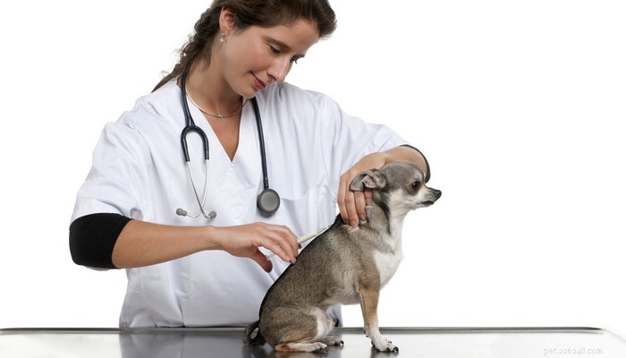 犬の過剰ワクチン接種と子犬ワクチンの本当の危険性の防止 