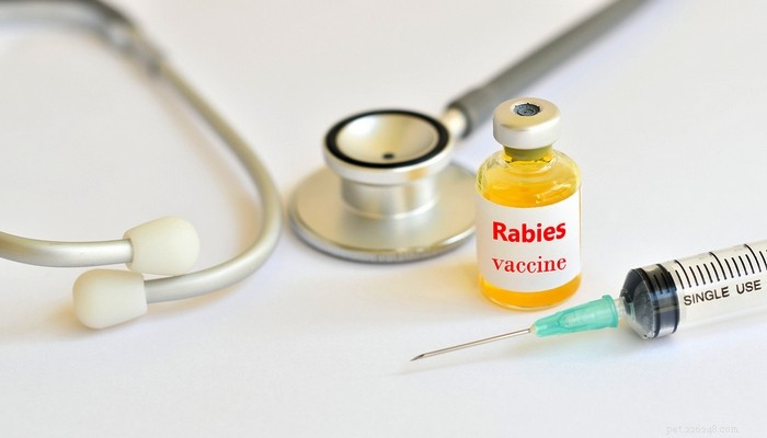 개의 과잉 예방 접종 및 강아지 백신의 실제 위험 방지
