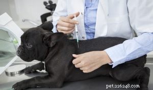 Prevenire la vaccinazione eccessiva nei cani e i reali pericoli dei vaccini per i cuccioli