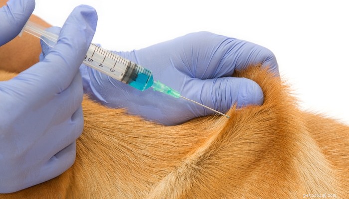 犬の過剰ワクチン接種と子犬ワクチンの本当の危険性の防止 
