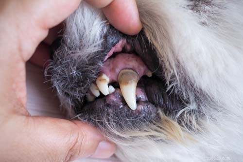犬の歯の健康を無視すると発生する12の合併症 