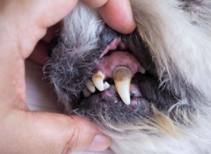 12 осложнений, которые развиваются, когда вы игнорируете здоровье зубов вашей собаки
