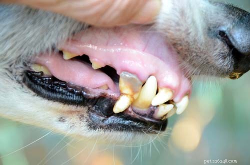 12 komplikací, které se objeví, když ignorujete zubní zdraví svého psa