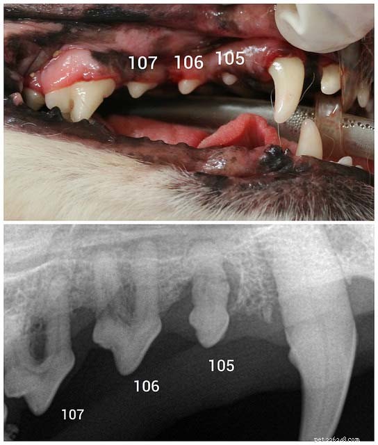 12 komplikationer som utvecklas när du ignorerar din hunds tandhälsa