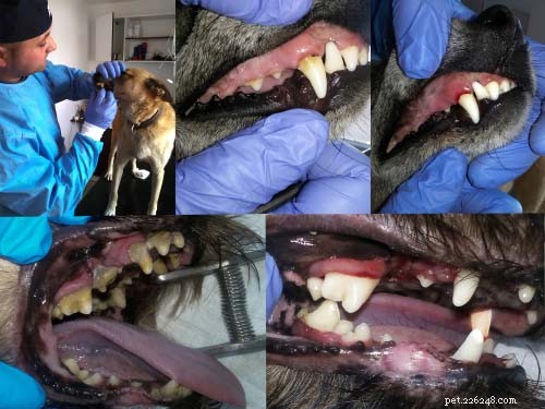 12 complicações que se desenvolvem quando você ignora a saúde bucal do seu cão