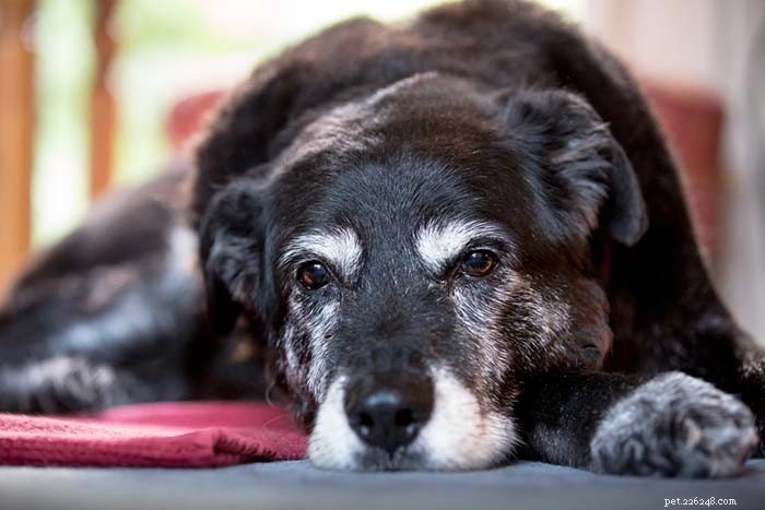 8 tekenen van veroudering bij oudere honden