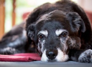 シニア犬の老化の8つの兆候 