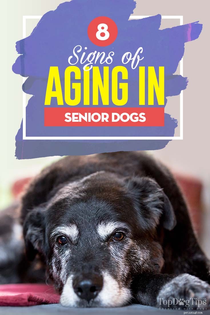 8 tecken på åldrande hos äldre hundar